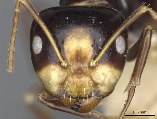 Camponotus flavocassis specimen CASENT0903562 image casent0903562_2