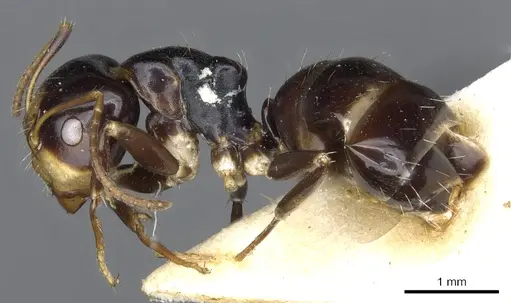 Camponotus flavocassis specimen CASENT0903562 image casent0903562_3