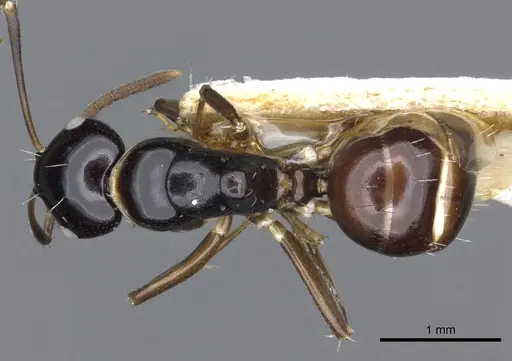Camponotus flavocassis specimen CASENT0903563 image casent0903563_1