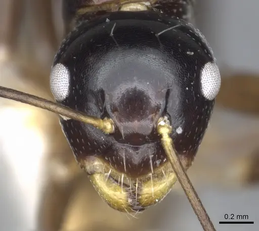 Camponotus flavocassis specimen CASENT0903563 image casent0903563_2