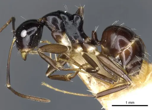Camponotus flavocassis specimen CASENT0903563 image casent0903563_3