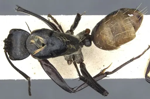Camponotus flavocrines specimen CASENT0903561 image casent0903561_1
