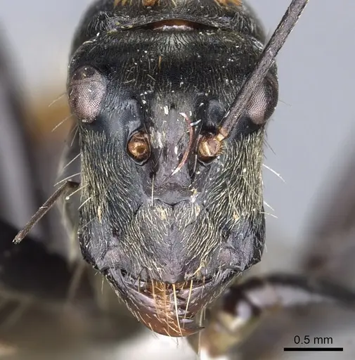 Camponotus flavocrines specimen CASENT0903561 image casent0903561_2