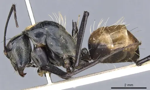 Camponotus flavocrines specimen CASENT0903561 image casent0903561_3