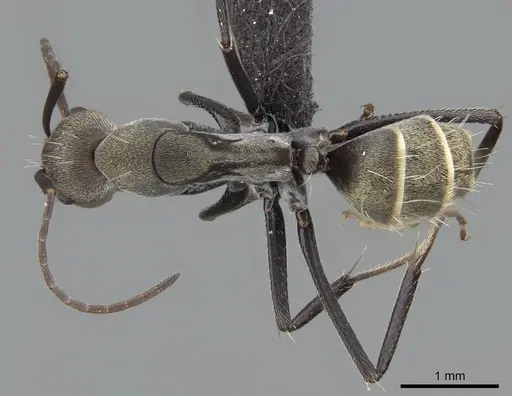 Camponotus flavomarginatus specimen CASENT0068384 image casent0068384_1