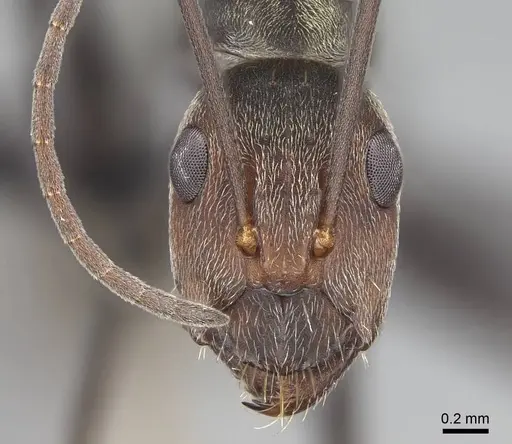 Camponotus flavomarginatus specimen CASENT0068384 image casent0068384_2