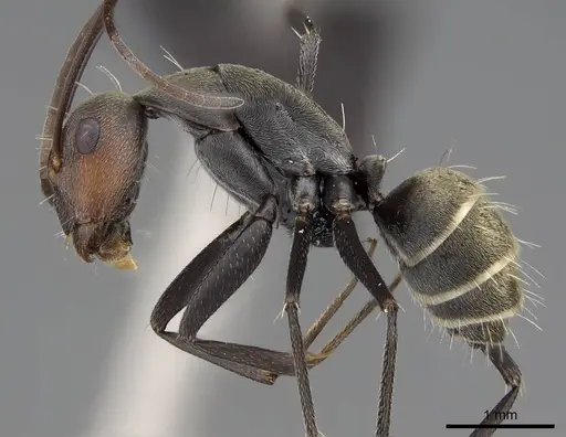 Camponotus flavomarginatus specimen CASENT0068384 image casent0068384_3