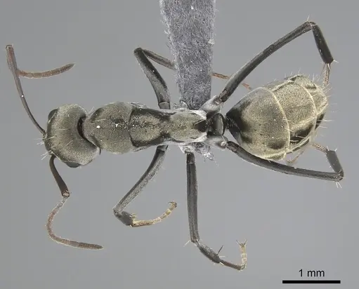 Camponotus flavomarginatus specimen CASENT0264178 image casent0264178_1