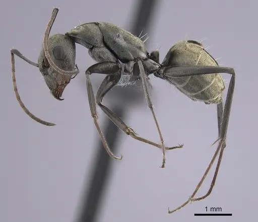 Camponotus flavomarginatus specimen CASENT0264178 image casent0264178_3
