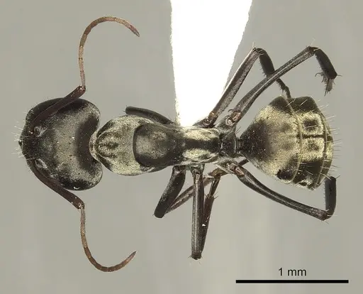 Camponotus flavomarginatus specimen CASENT0280317 image casent0280317_1