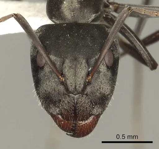 Camponotus flavomarginatus specimen CASENT0280317 image casent0280317_2