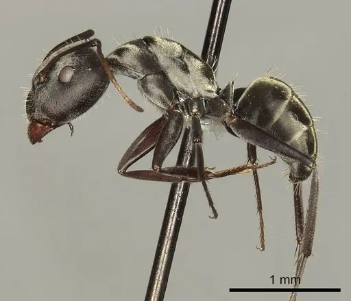 Camponotus flavomarginatus specimen CASENT0280317 image casent0280317_3