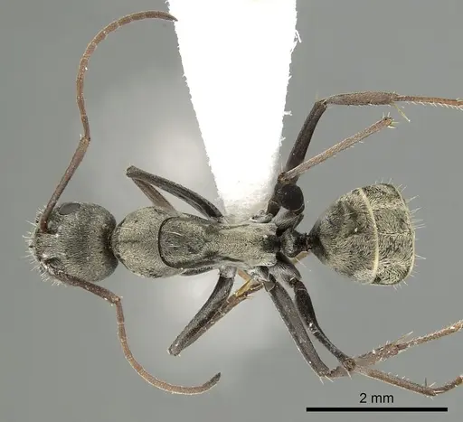 Camponotus flavomarginatus specimen CASENT0280318 image casent0280318_1