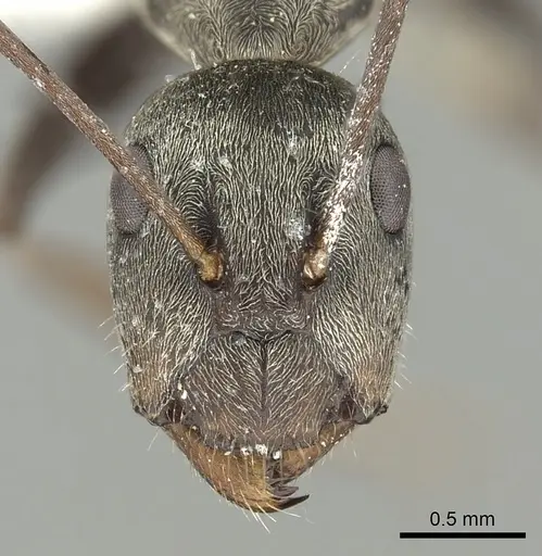 Camponotus flavomarginatus specimen CASENT0280318 image casent0280318_2