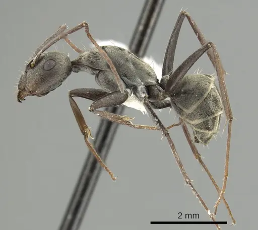 Camponotus flavomarginatus specimen CASENT0280318 image casent0280318_3