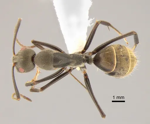 Camponotus flavomarginatus specimen CASENT0882207 image casent0882207_1