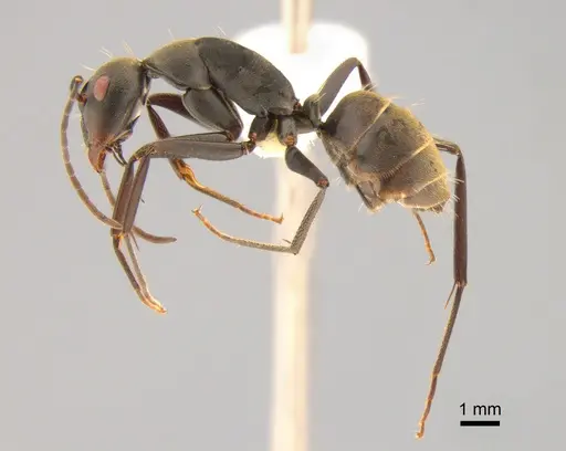 Camponotus flavomarginatus specimen CASENT0882207 image casent0882207_3