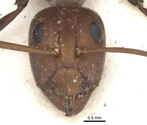 Camponotus flavomarginatus specimen CASENT0903508 image casent0903508_2