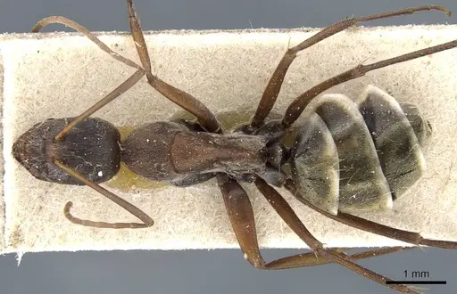 Camponotus flavomarginatus specimen CASENT0905793 image casent0905793_1