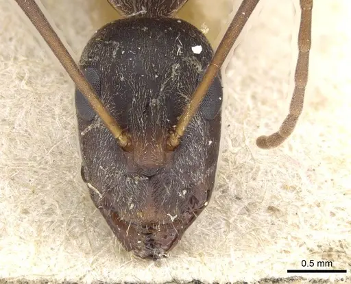 Camponotus flavomarginatus specimen CASENT0905793 image casent0905793_2