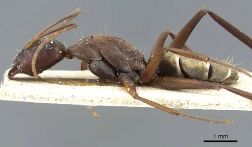 Camponotus flavomarginatus specimen CASENT0905793 image casent0905793_3