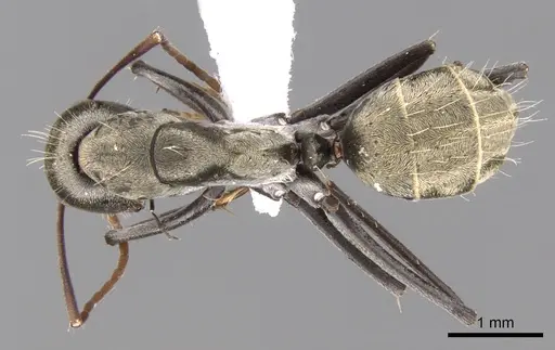 Camponotus flavomarginatus specimen CASENT0906445 image casent0906445_1