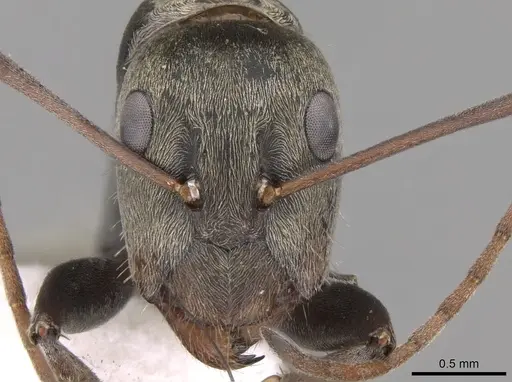 Camponotus flavomarginatus specimen CASENT0906445 image casent0906445_2