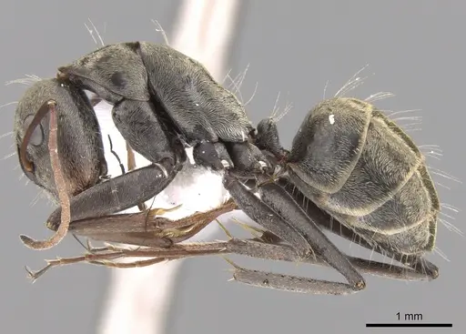 Camponotus flavomarginatus specimen CASENT0906445 image casent0906445_3