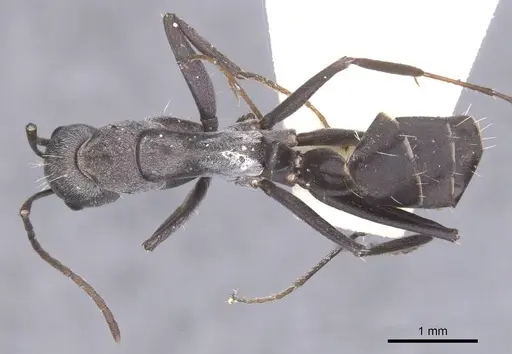 Camponotus flavomarginatus specimen CASENT0911619 image casent0911619_1