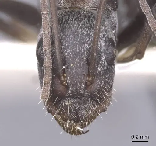 Camponotus flavomarginatus specimen CASENT0911619 image casent0911619_2