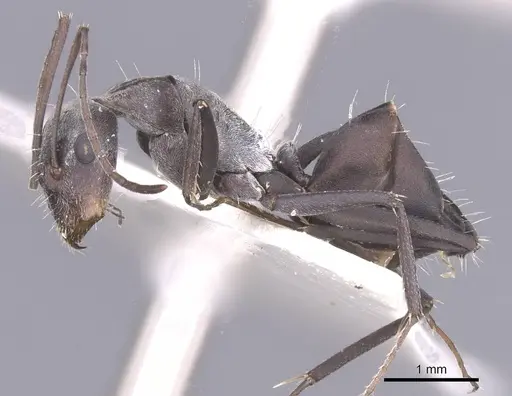 Camponotus flavomarginatus specimen CASENT0911619 image casent0911619_3