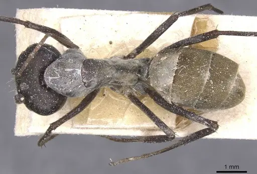 Camponotus flavomarginatus specimen CASENT0911767 image casent0911767_1