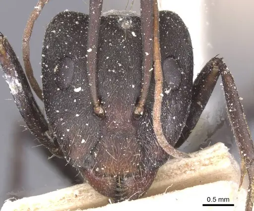 Camponotus flavomarginatus specimen CASENT0911767 image casent0911767_2