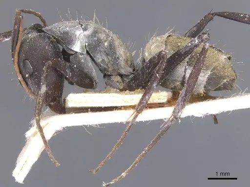 Camponotus flavomarginatus specimen CASENT0911767 image casent0911767_3