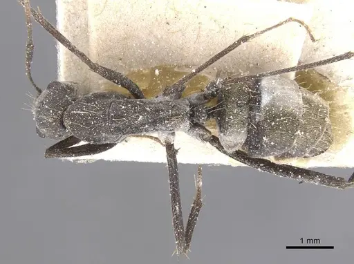 Camponotus flavomarginatus specimen CASENT0911768 image casent0911768_1