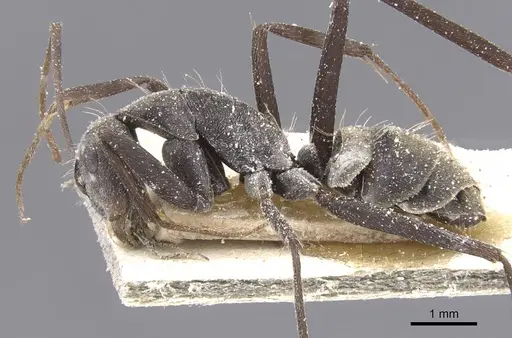 Camponotus flavomarginatus specimen CASENT0911768 image casent0911768_3
