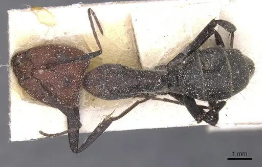 Camponotus flavomarginatus specimen CASENT0911769 image casent0911769_1
