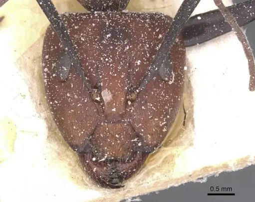Camponotus flavomarginatus specimen CASENT0911769 image casent0911769_2