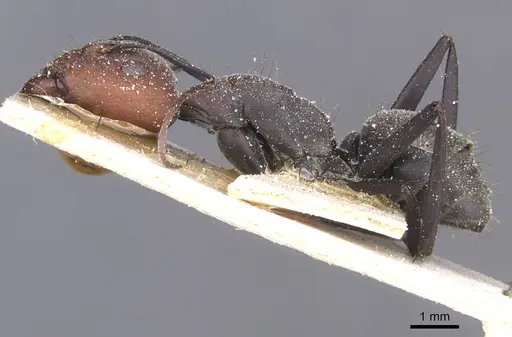 Camponotus flavomarginatus specimen CASENT0911769 image casent0911769_3