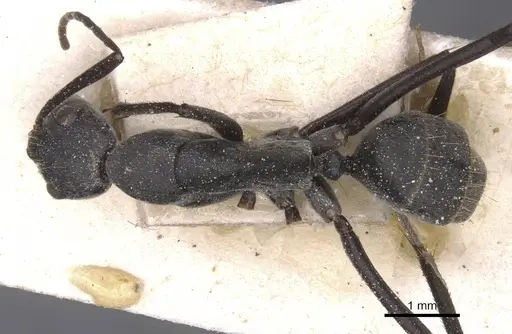 Camponotus flavomarginatus specimen CASENT0911770 image casent0911770_1