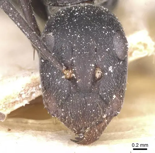 Camponotus flavomarginatus specimen CASENT0911770 image casent0911770_2