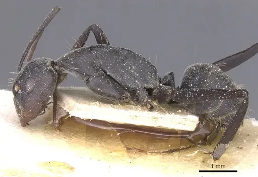 Camponotus flavomarginatus specimen CASENT0911770 image casent0911770_3