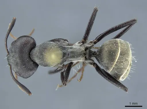 Camponotus flavomarginatus specimen CASENT0915599 image casent0915599_1