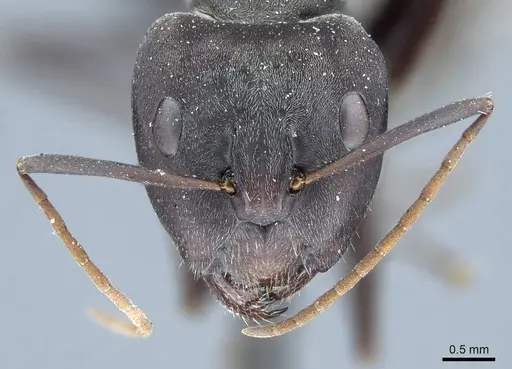 Camponotus flavomarginatus specimen CASENT0915599 image casent0915599_2