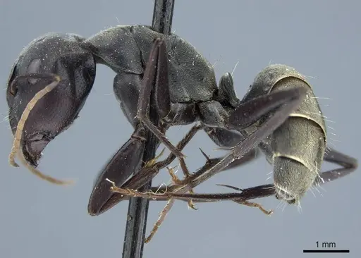 Camponotus flavomarginatus specimen CASENT0915599 image casent0915599_3