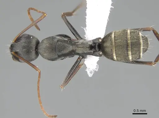 Camponotus flavomarginatus specimen CASENT0919820 image casent0919820_1