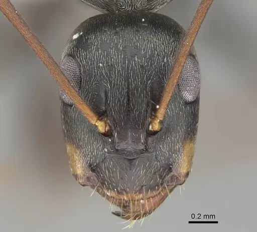 Camponotus flavomarginatus specimen CASENT0919820 image casent0919820_2