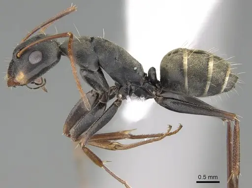 Camponotus flavomarginatus specimen CASENT0919820 image casent0919820_3