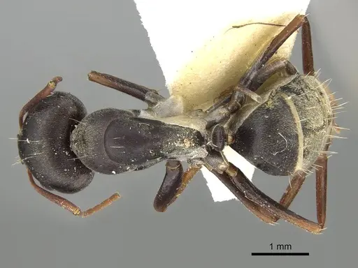 Camponotus flavomarginatus specimen CASENT0922313 image casent0922313_1