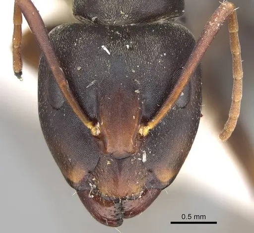 Camponotus flavomarginatus specimen CASENT0922313 image casent0922313_2